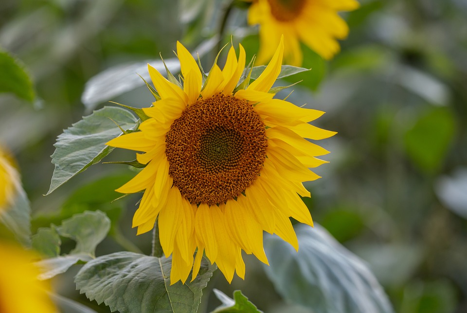 সূর্যমুখী-(Sunflower), আনুমানিক ৩০ বীজ - Image 3