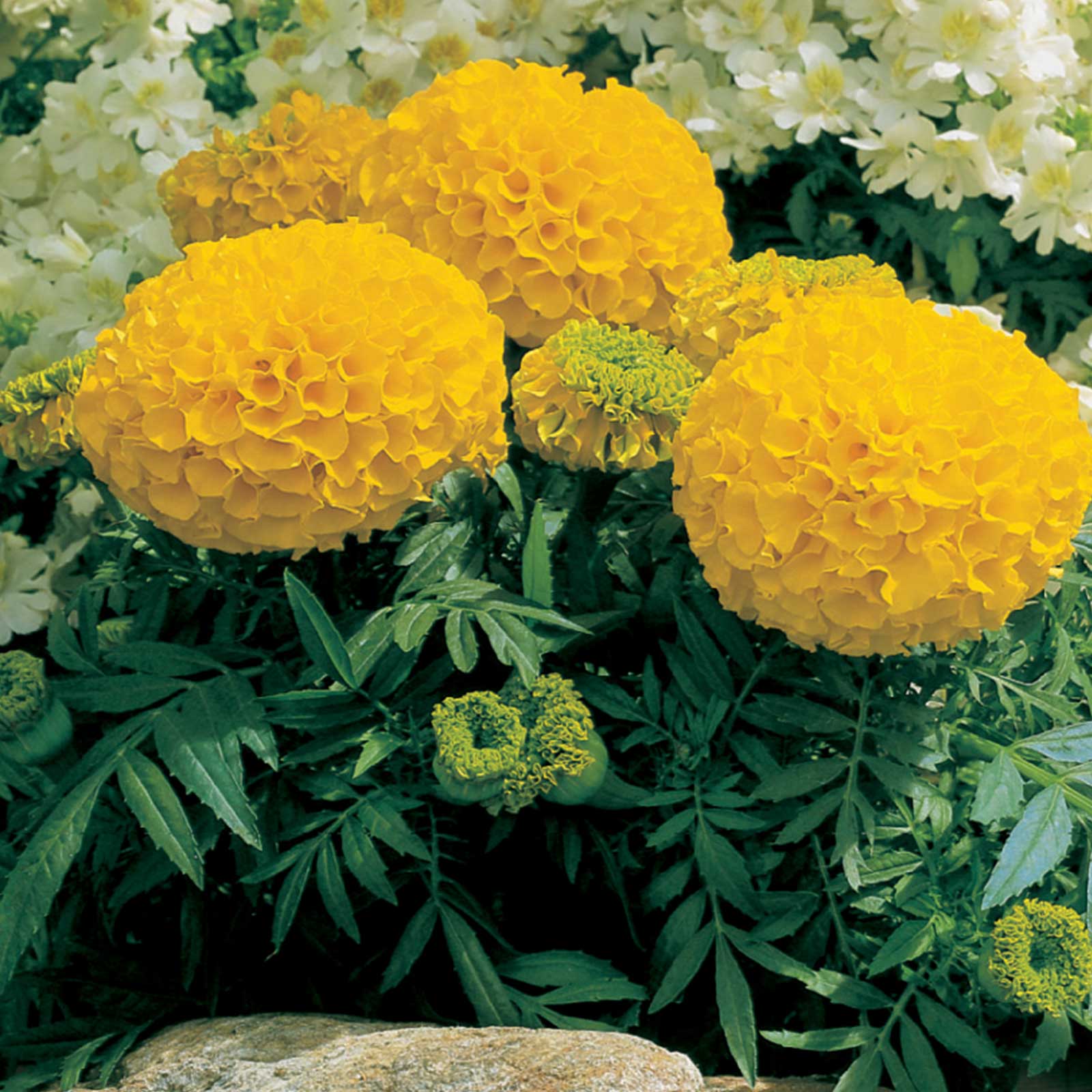 হলুদ গাঁদা-(Yellow Marigold),আনুমানিক ১৩০ বীজ - Image 3