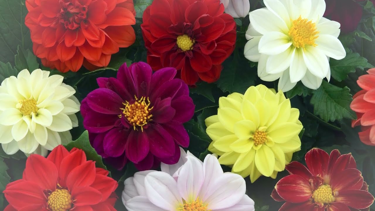 ডালিয়া মিক্স-(Dahlia Mix),আনুমানিক ১০০ বীজ - Image 7