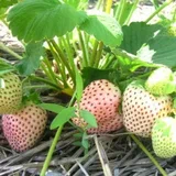 স্ট্রবেরি-(White / Cream Strawberry)-আনুমানিক ২০০ বীজ, গ্যারান্টি নেই - Image 5