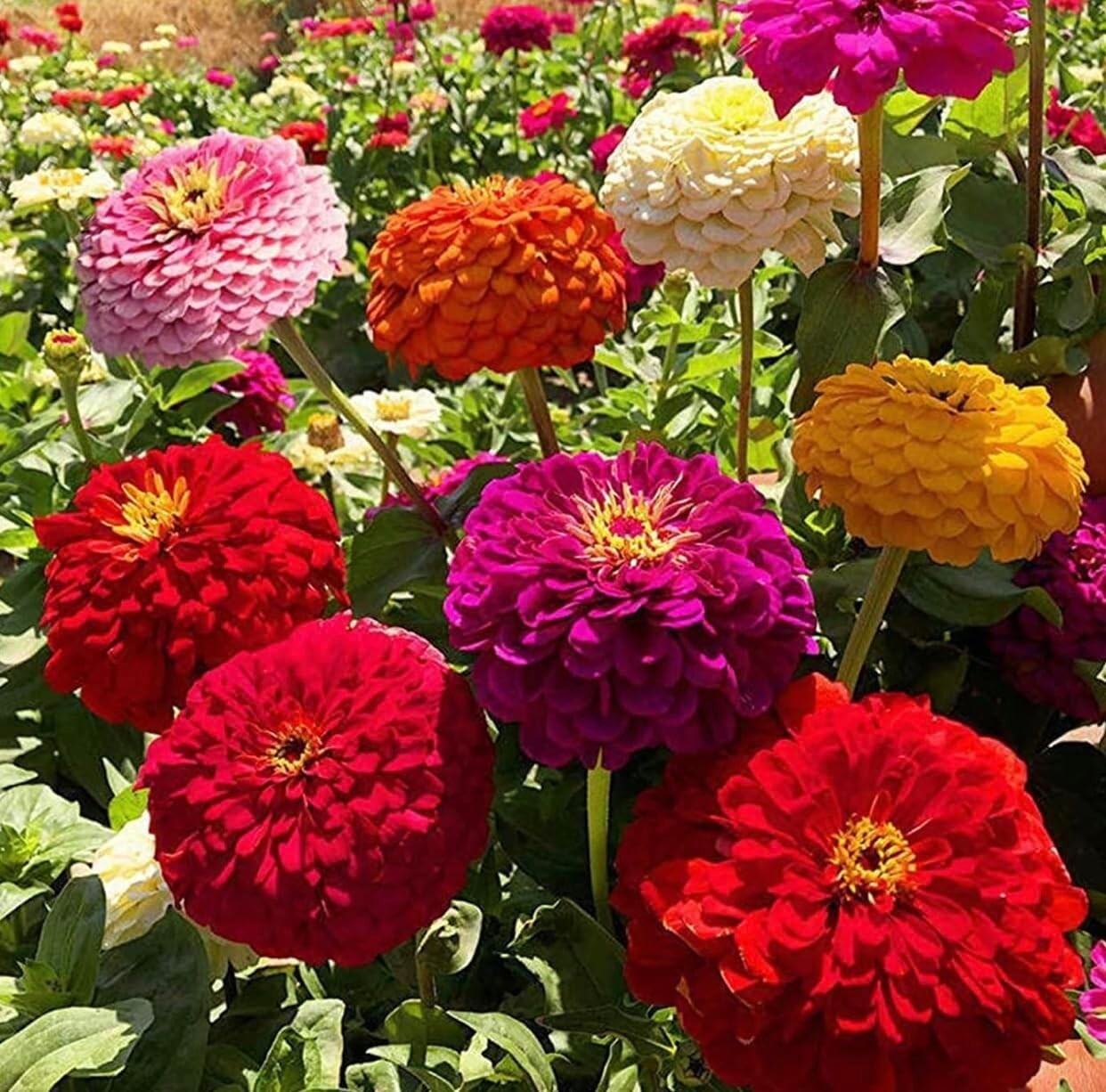 জিনিয়া-(Zinnia),আনুমানিক ১০০ বীজ - Image 4