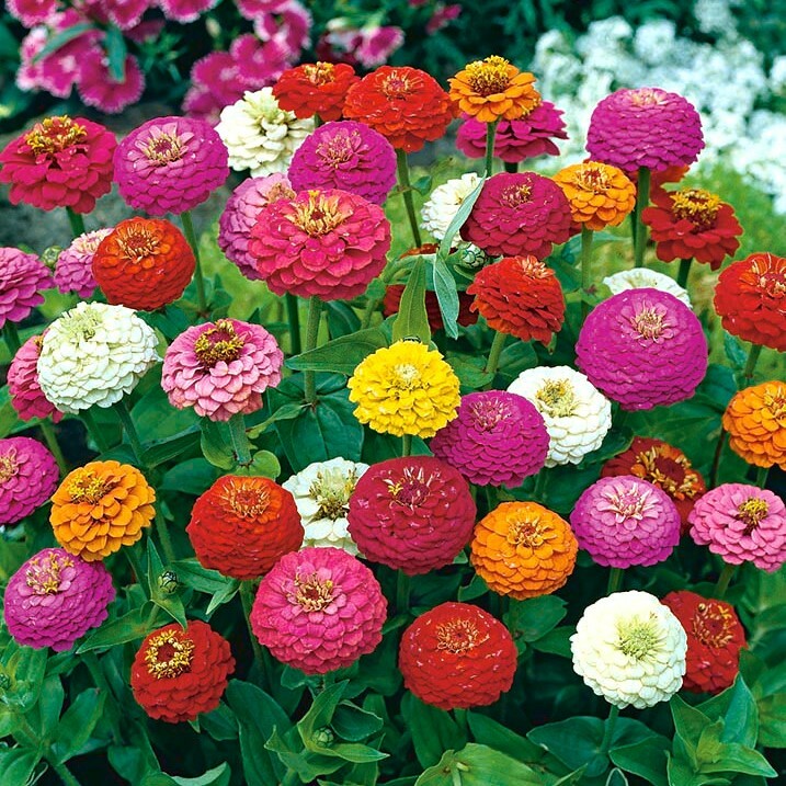 জিনিয়া-(Zinnia),আনুমানিক ১০০ বীজ - Image 5