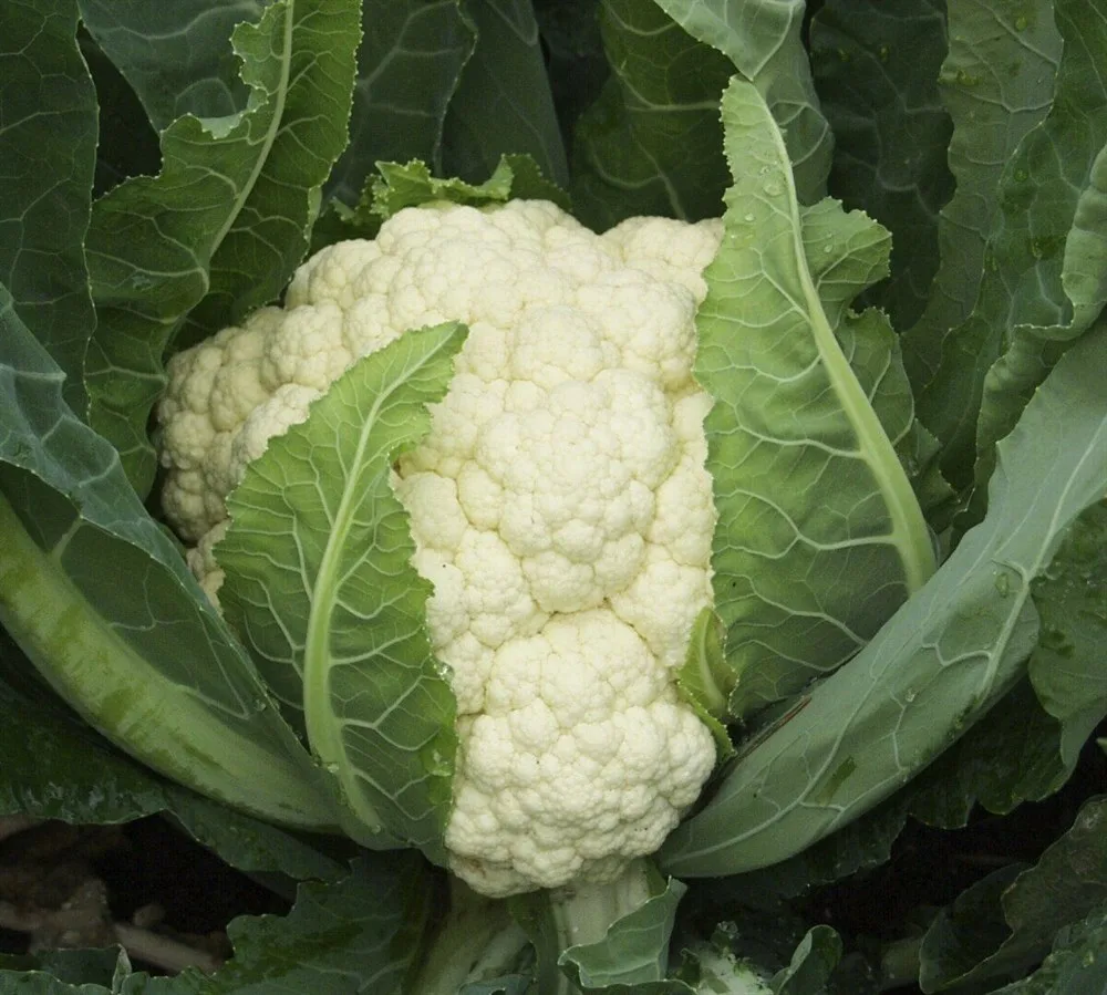 সাদা ফুলকপি-(Sada Ful Copi),আনুমানিক ২০০ বীজ - Image 5