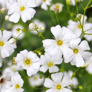 সাদা জিপসোফিলা-(White Gypsophila), আনুমানিক ৩০০ বীজ - Image 4