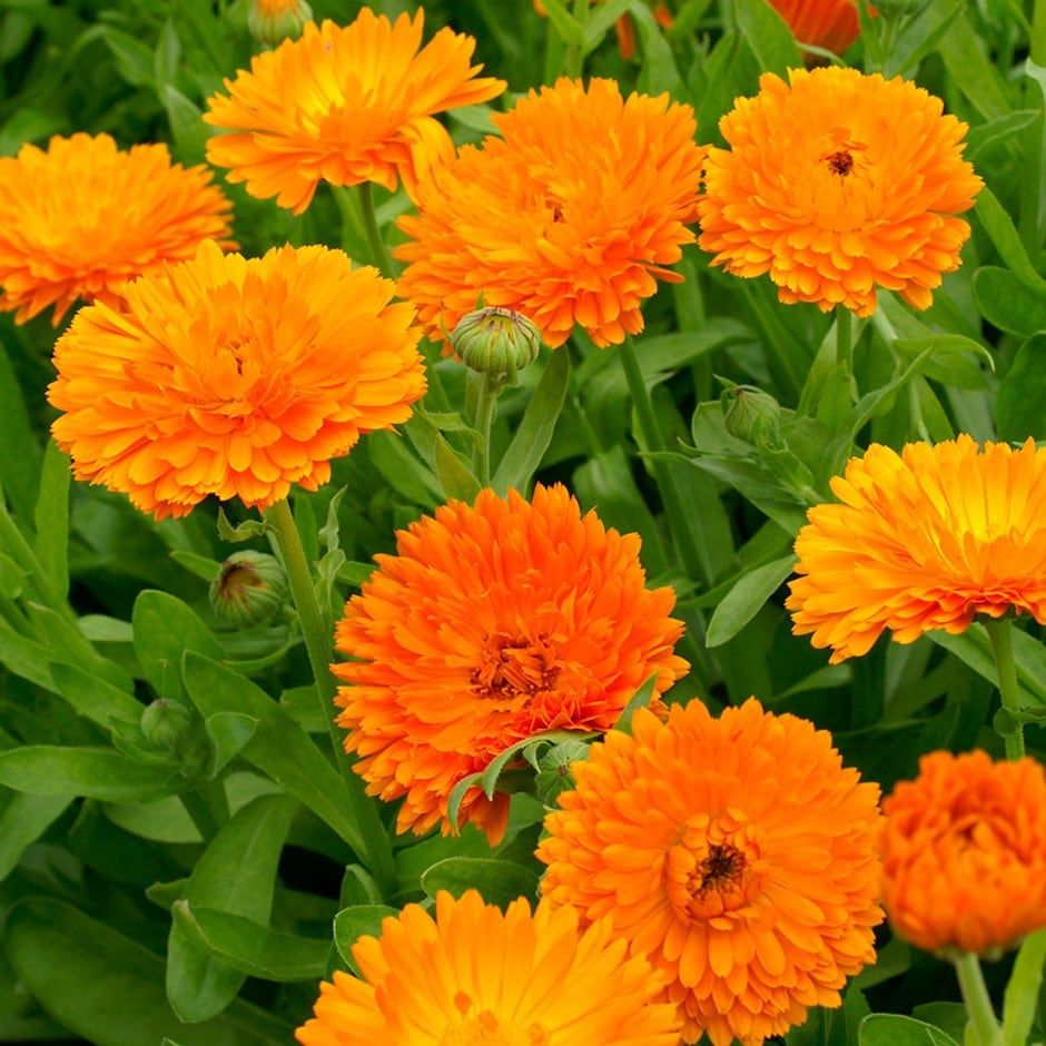 মেরিগোল্ড-(Marigold),আনুমানিক ১৫০ বীজ - Image 2
