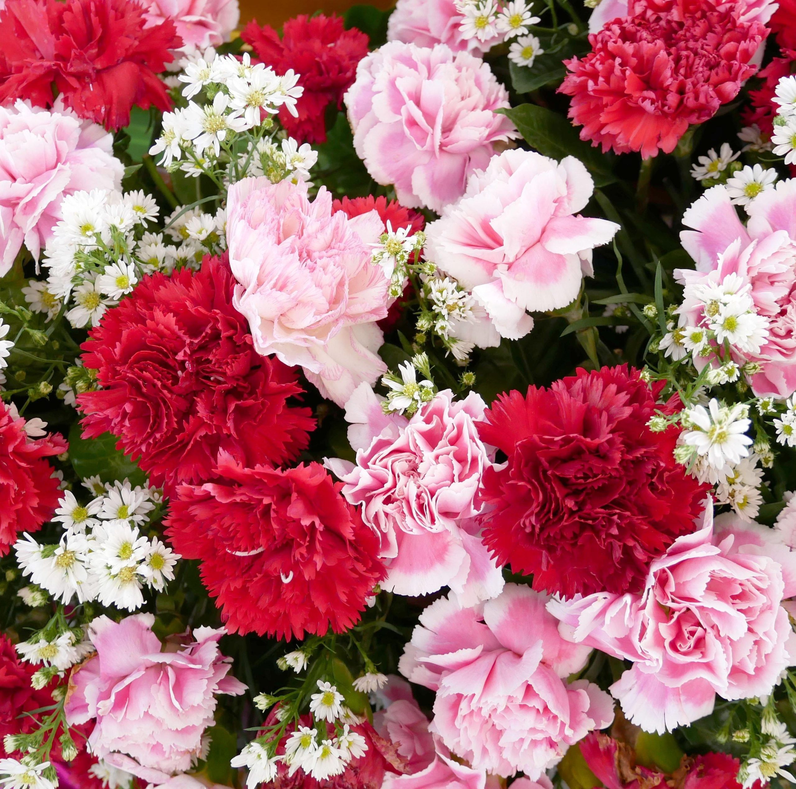 কারনেশন-(Carnation), আনুমানিক ৪০০ বীজ - Image 6