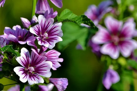 পার্পল ম্যালো-(Purple Mallow),আনুমানিক ২০০ বীজ - Image 5