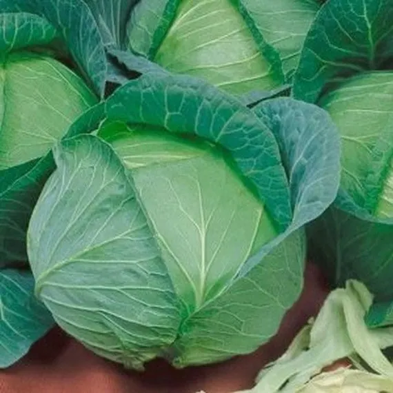 পাতাকপি-(Pata Copi/Cabbage),আনুমানিক ২০০ বীজ - Image 5
