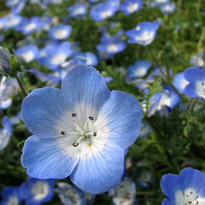 বেবি ব্লু আইজ (Baby Blue Eyes), আনুমানিক ৫০০০ বীজ - Image 4