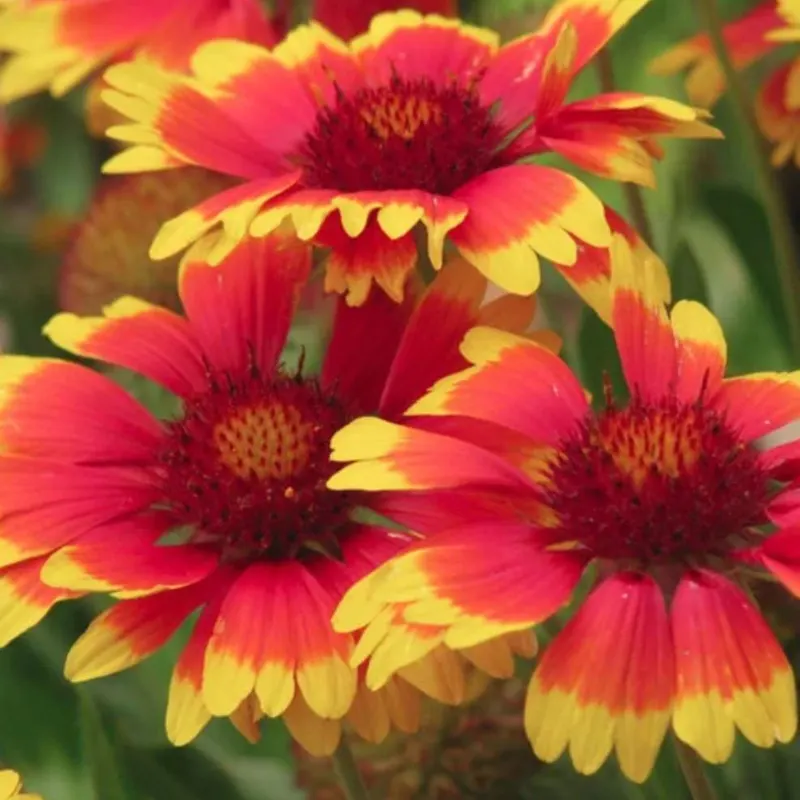 গেইলরডিয়া-(Gaillardia), আনুমানিক ২০০ বীজ - Image 2