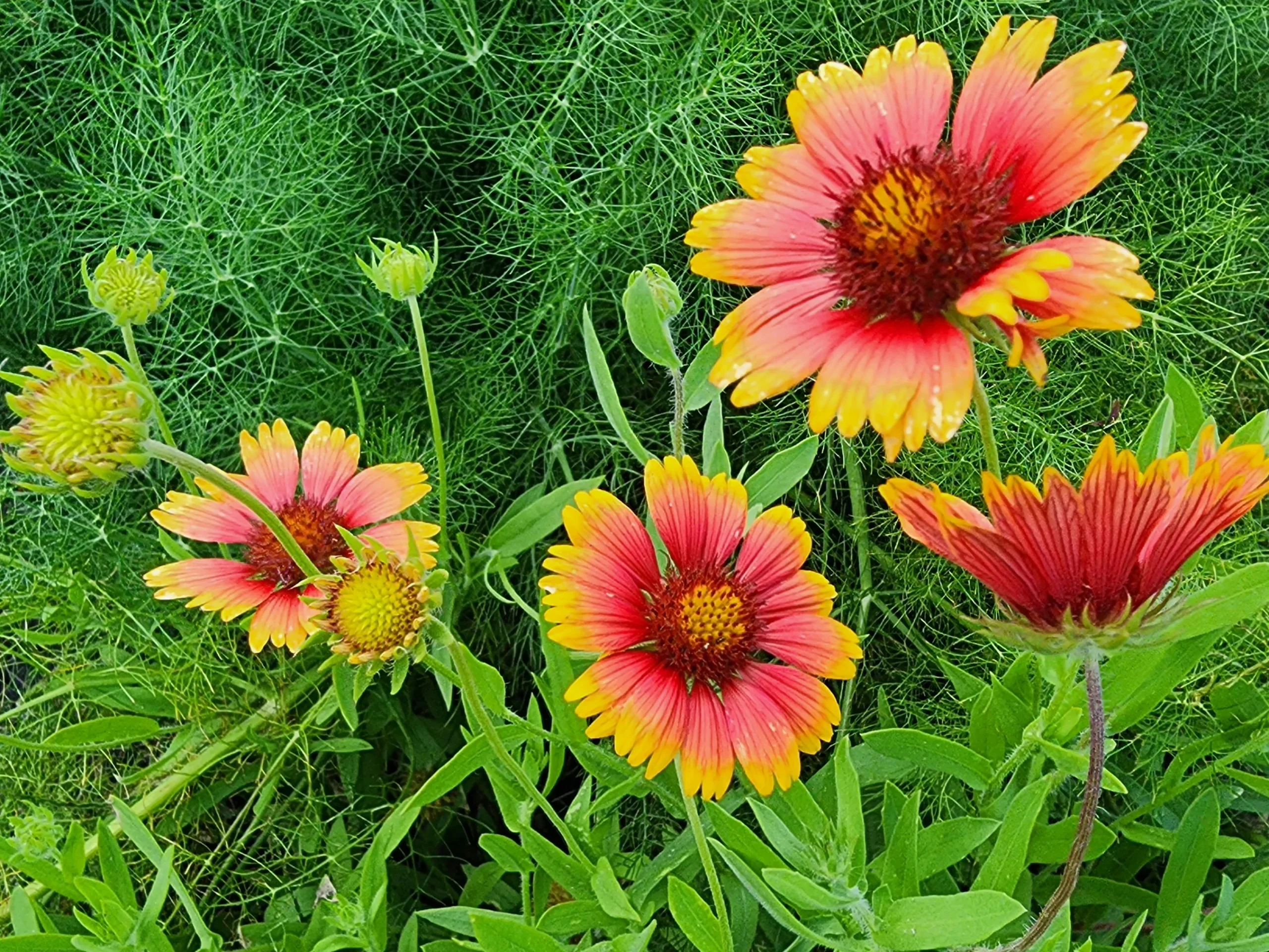 গেইলরডিয়া-(Gaillardia), আনুমানিক ২০০ বীজ - Image 8