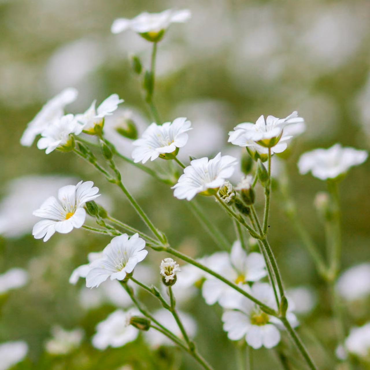 সাদা জিপসোফিলা-(White Gypsophila), আনুমানিক ৩০০ বীজ - Image 9
