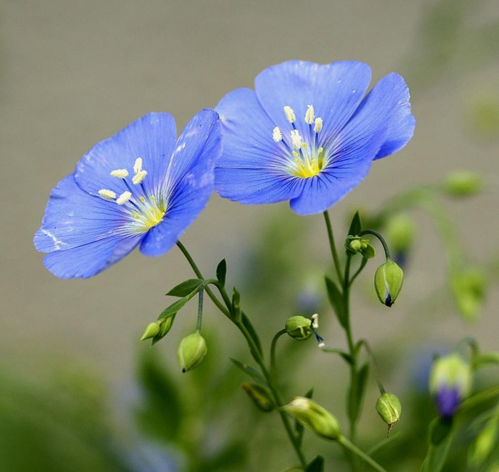 Blue Flax-(ব্লু ফ্ল্যাক্স),আনুমানিক ৫০০ বীজ - Image 5
