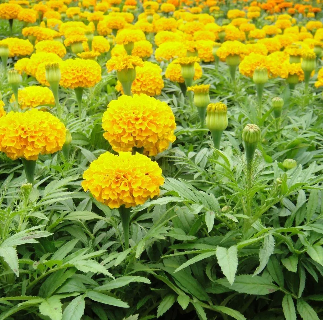 হলুদ গাঁদা-(Yellow Marigold),আনুমানিক ১৩০ বীজ - Image 5