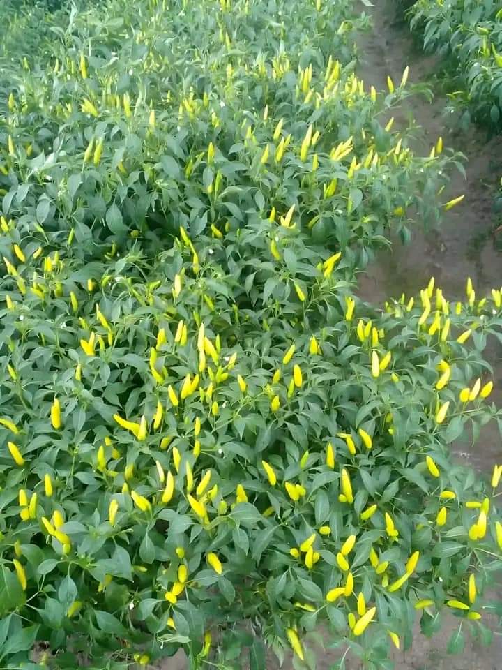 সাদা লম্বা মরিচ-(White Long Chili / Sada Lomba Morich)-আনুমানিক ১০০ বীজ - Image 2