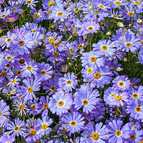 চন্দ্র মল্লিকা-(Chandra Mallika)-আনুমানিক ৬০০০ বীজ - Image 4