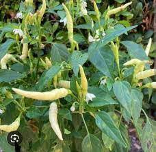 সাদা লম্বা মরিচ-(White Long Chili / Sada Lomba Morich)-আনুমানিক ১০০ বীজ - Image 7