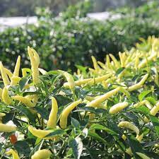 সাদা লম্বা মরিচ-(White Long Chili / Sada Lomba Morich)-আনুমানিক ১০০ বীজ - Image 4