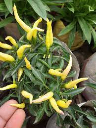 সাদা লম্বা মরিচ-(White Long Chili / Sada Lomba Morich)-আনুমানিক ১০০ বীজ - Image 3