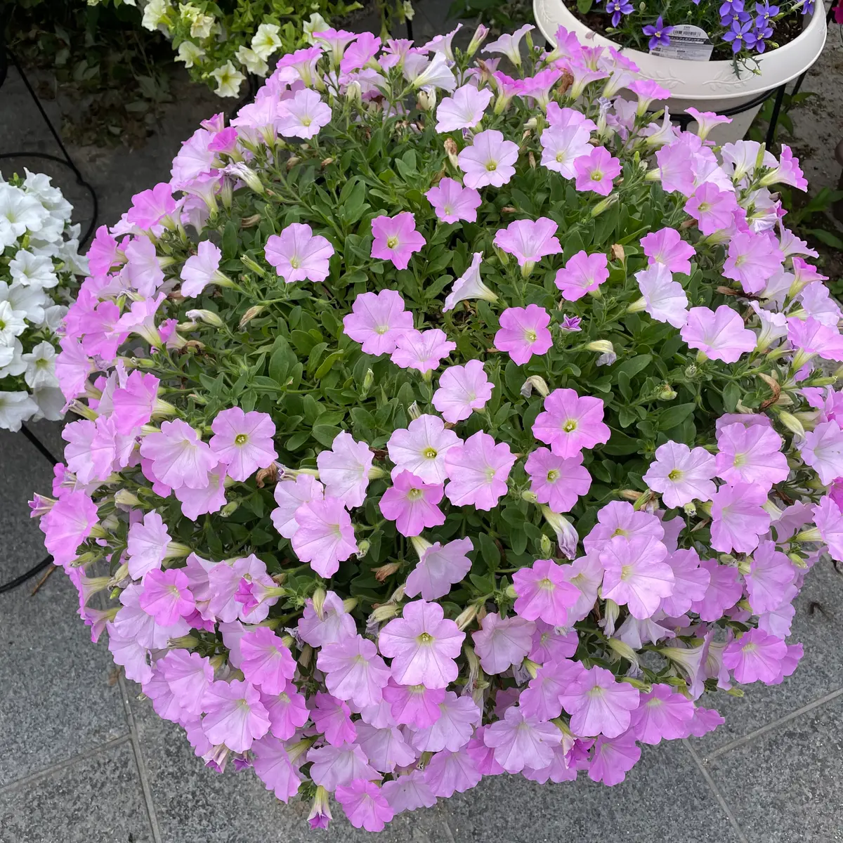 পিটুনিয়া-(Petunia), আনুমানিক ৫০০০ বীজ - Image 4