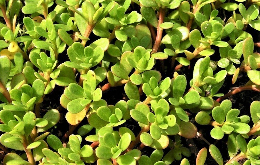 চায়না পার্সলেন-(Purslane), আনুমানিক ১০০০ বীজ - Image 2