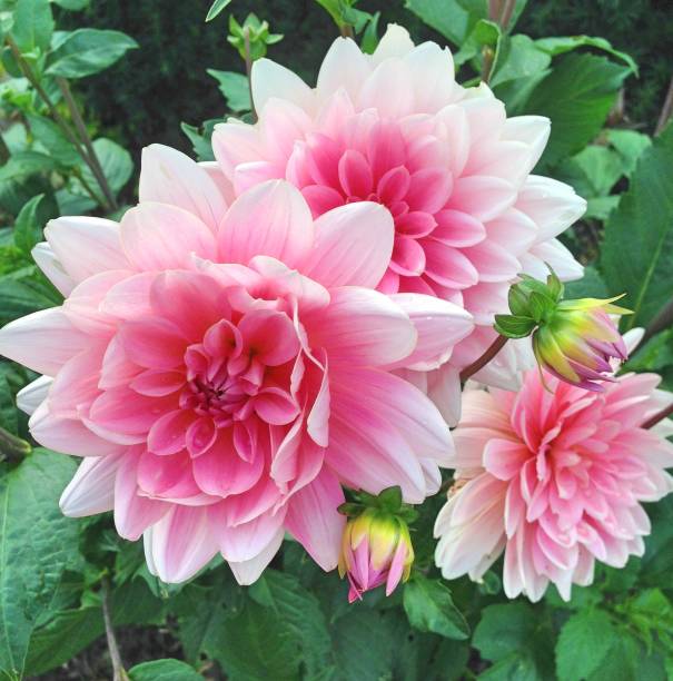 ডালিয়া-(Dahlia),আনুমানিক ১০০ বীজ - Image 6