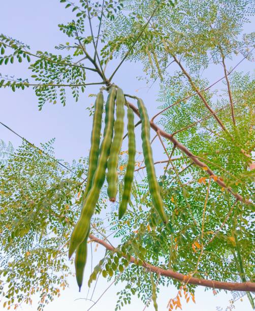 সজিনা-(Moringa),আনুমানিক ২০-২৫ বীজ - Image 6