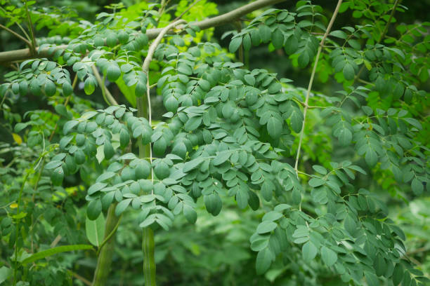সজিনা-(Moringa),আনুমানিক ২০-২৫ বীজ - Image 7