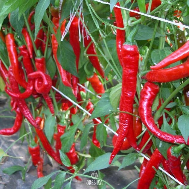 ঝাঁঝালো লাল মরিচ-(Hot Red Chili/Morich)-আনুমানিক ৫০০+ বীজ - Image 4
