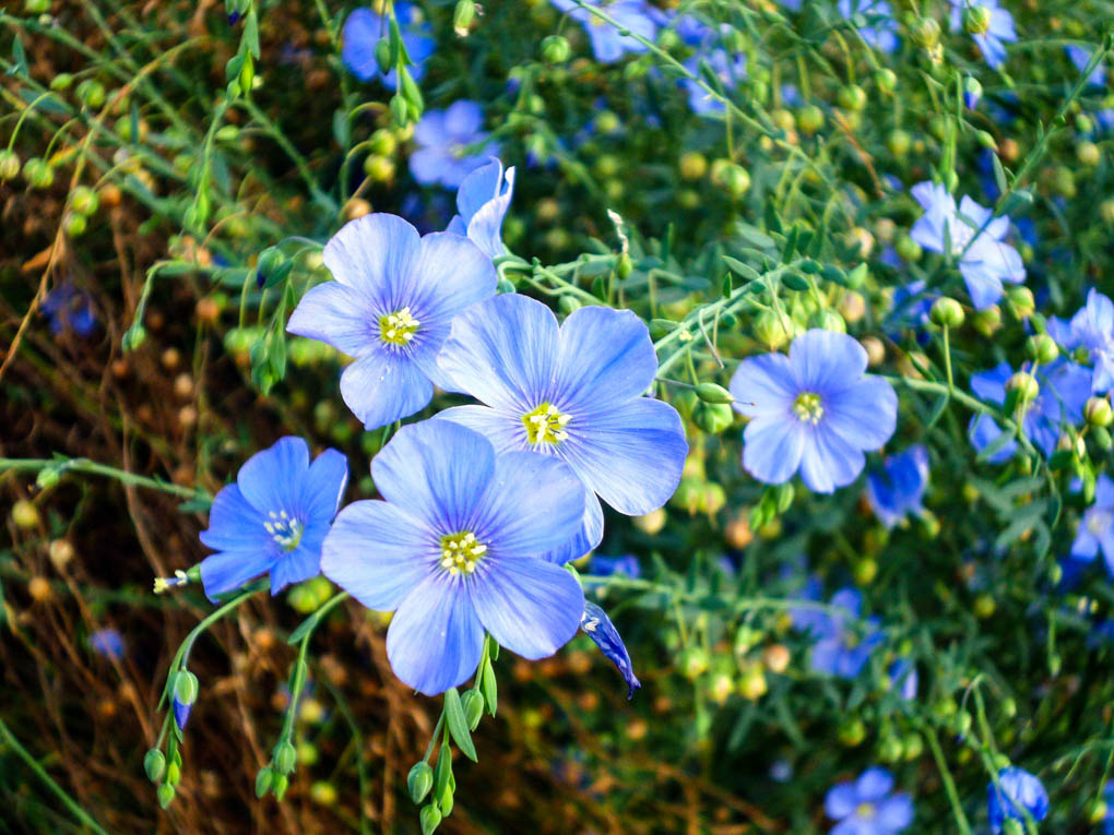 Blue Flax-(ব্লু ফ্ল্যাক্স),আনুমানিক ৫০০ বীজ - Image 6
