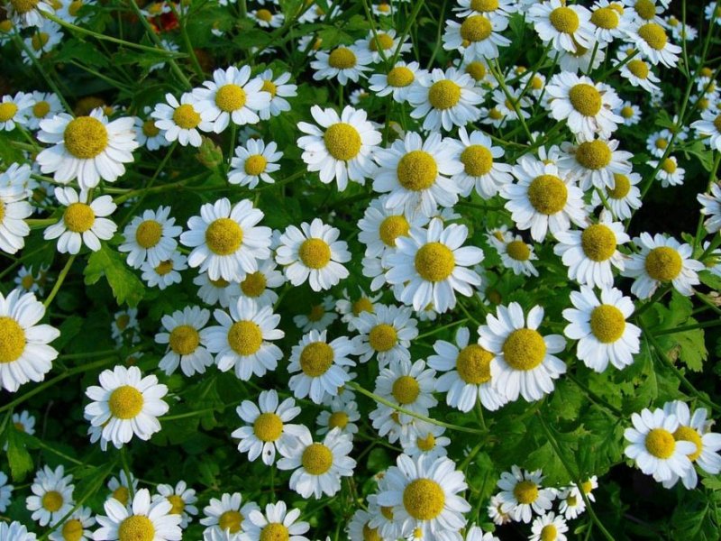 ক্রিস্টাল ডেইজি-(Crystal Daisy),আনুমানিক ৫০০ বীজ - Image 3