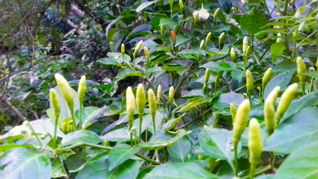 সাদা লম্বা মরিচ-(White Long Chili / Sada Lomba Morich)-আনুমানিক ১০০ বীজ - Image 6