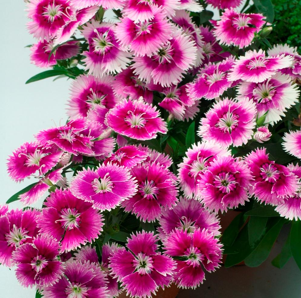 বর্ণিল কার্নেশন-(Colorful Carnation),আনুমানিক ৪০০ বীজ - Image 7