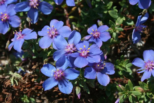 নাইজেলা স্টেভিয়া-(Nigella sativa), আনুমানিক ৫০০ বীজ - Image 2