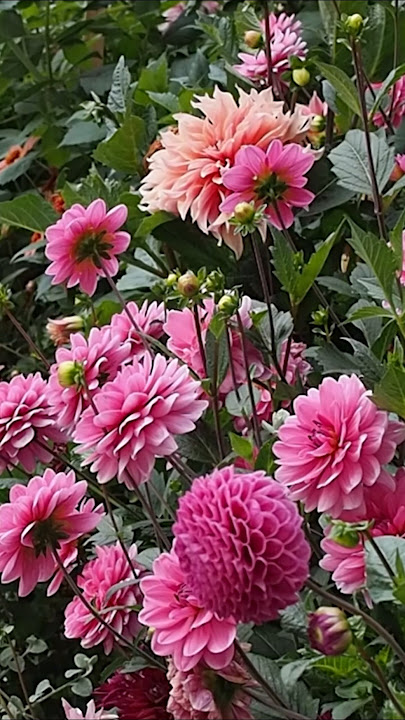 ডালিয়া-(Dahlia),আনুমানিক ১০০ বীজ - Image 4