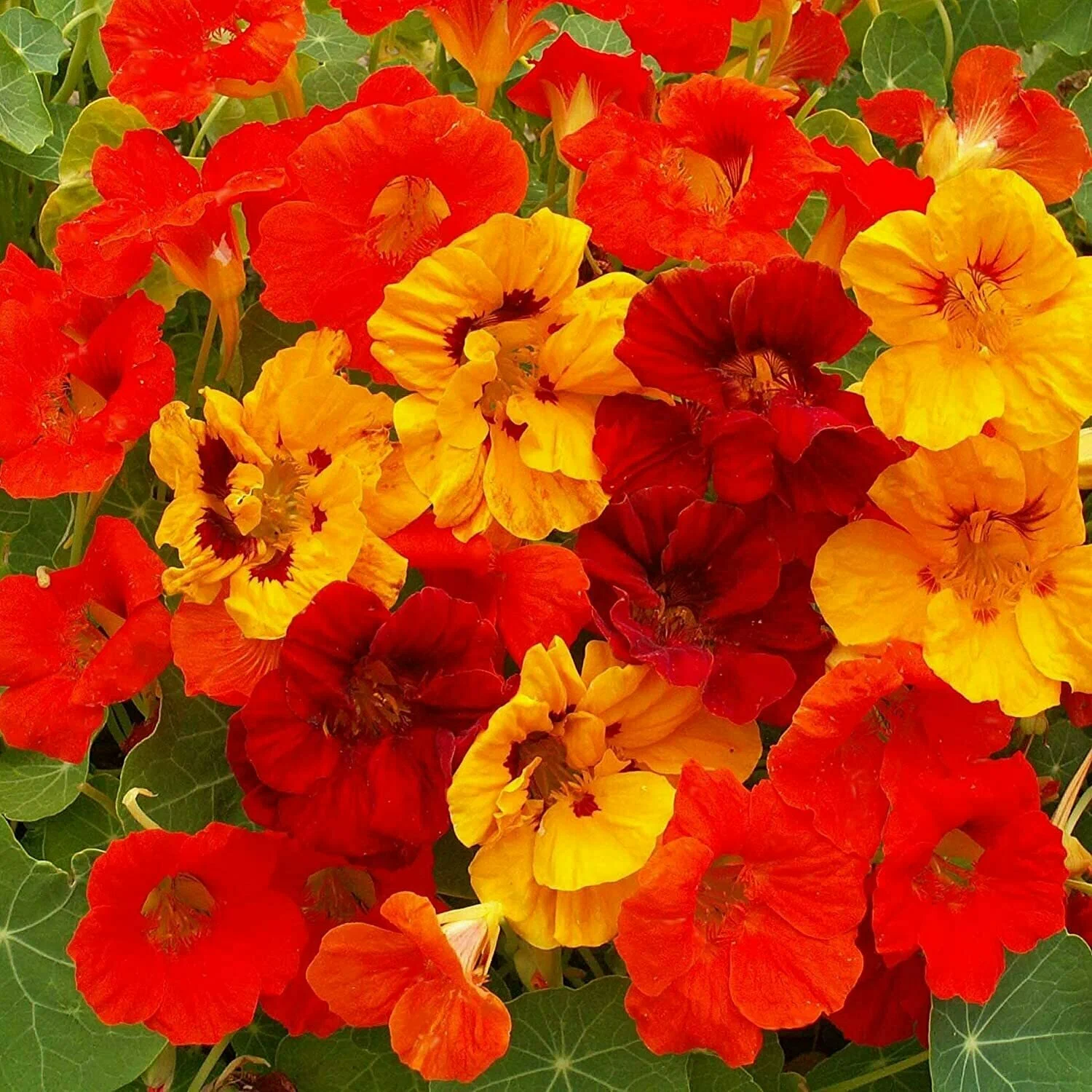 ন্যাস্টারশিয়াম-(Nasturtium),আনুমানিক ২০ বীজ - Image 6