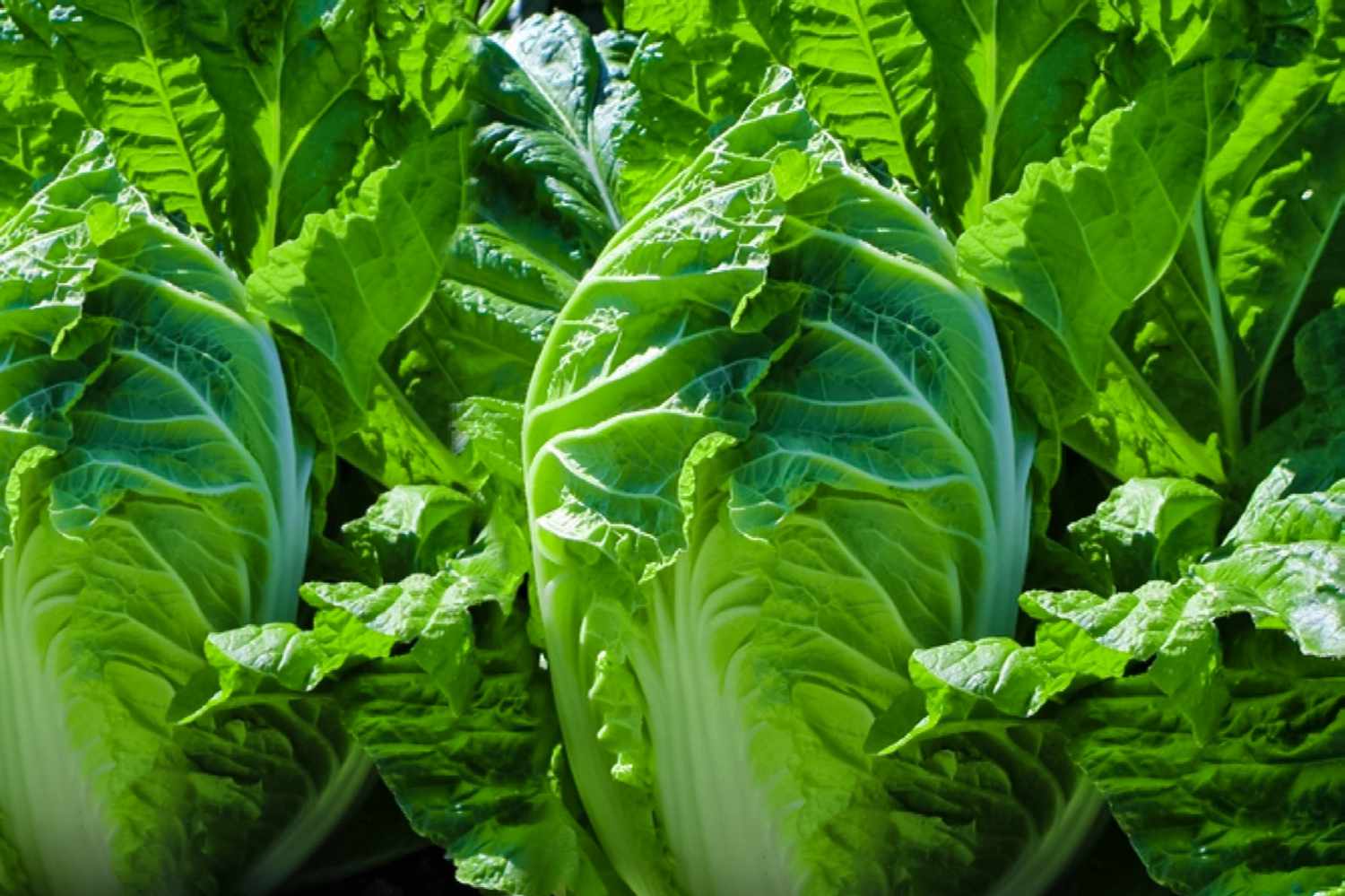 চাইনিজ বাঁধাকপি-(Hotpot Chinese Cabbage),আনুমানিক ১০০০ বীজ - Image 3