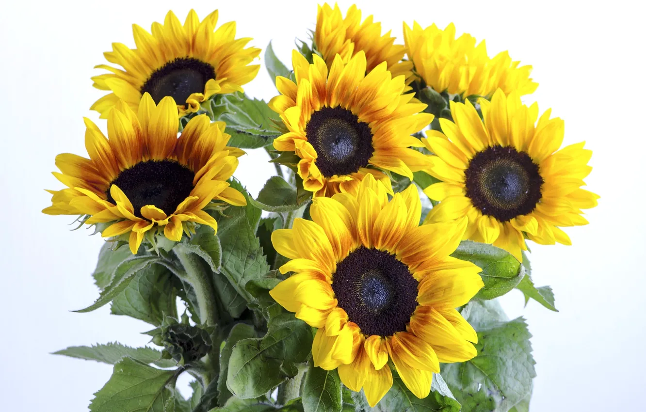 মাল্টি–হেড সূর্যমুখী-(Multi-Head Sunflower),আনুমানিক ৫০ বীজ - Image 6