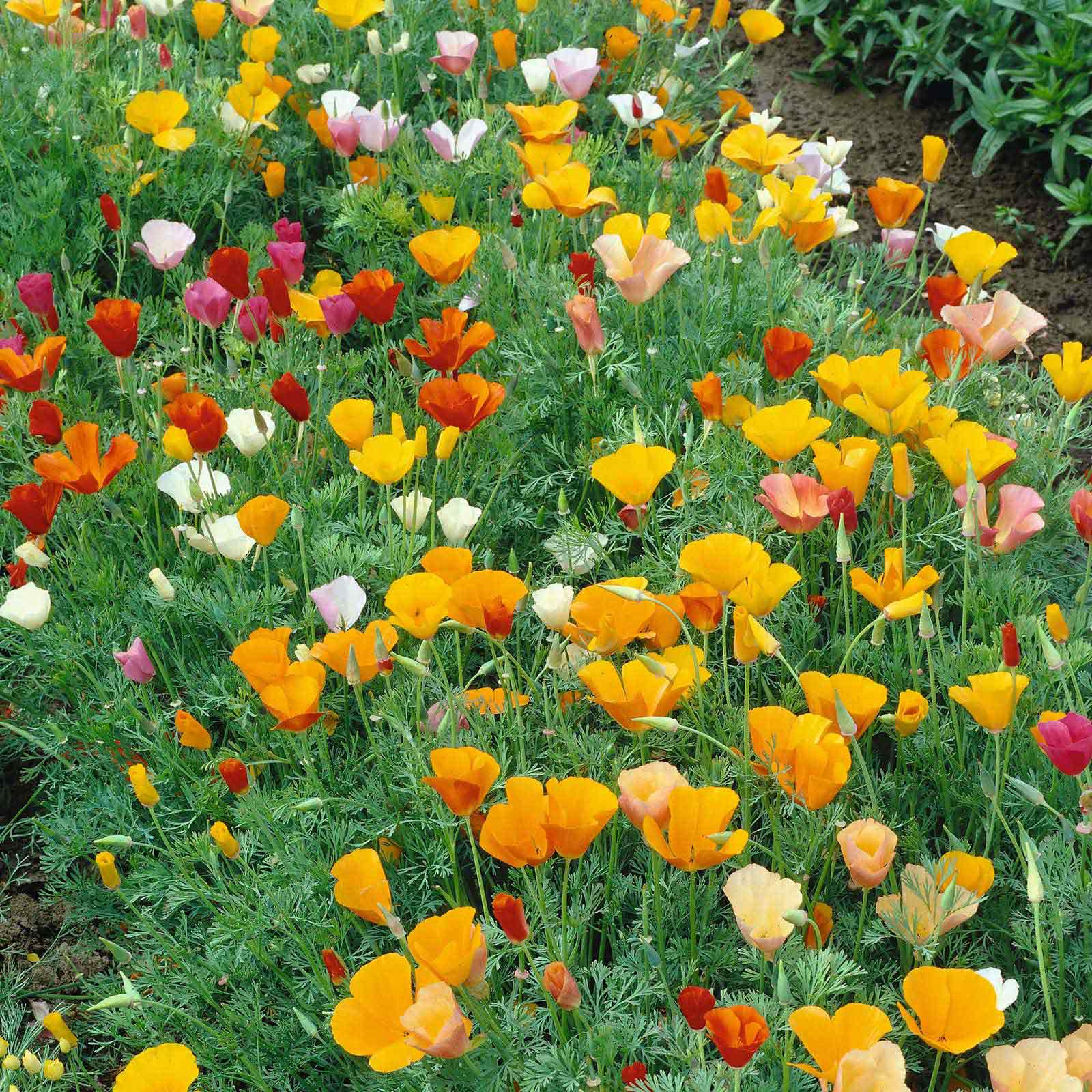 ক্যালিফোর্নিয়া পপি-(California Poppy),আনুমানিক ৮০০০ বীজ - Image 2
