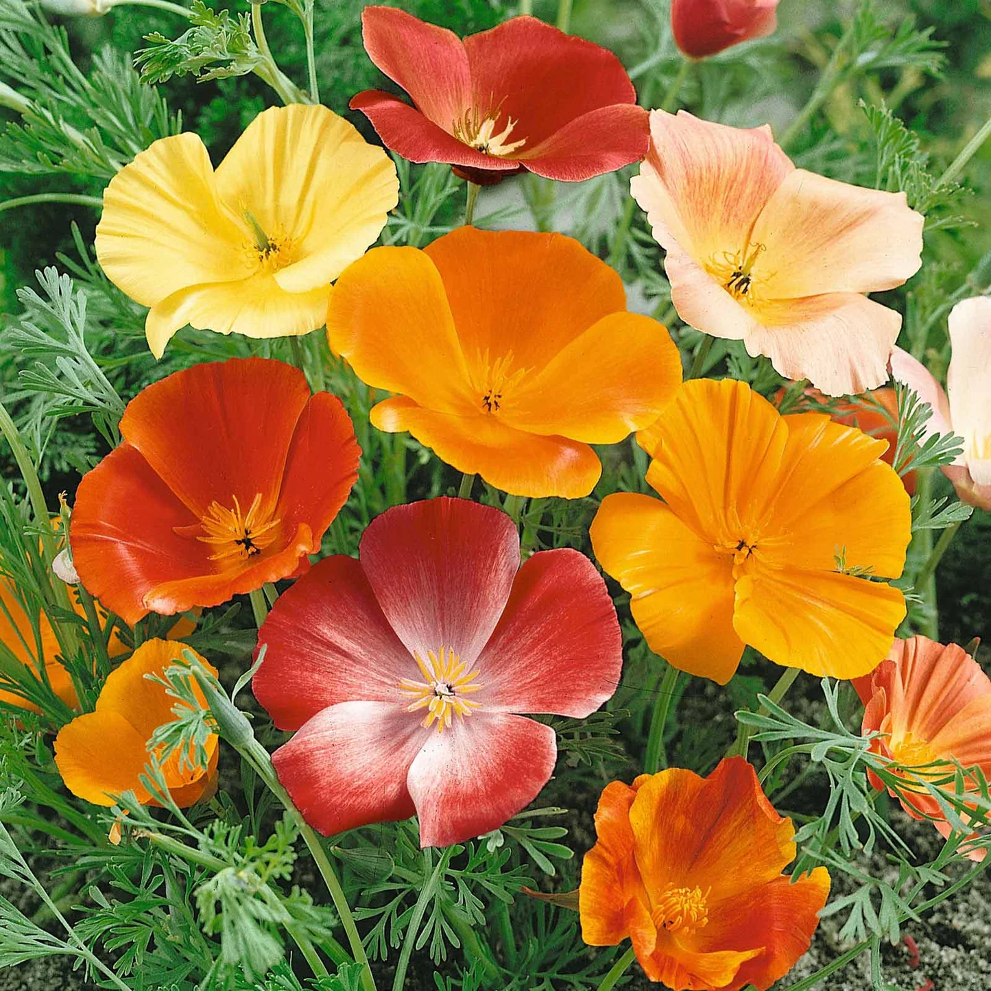 ক্যালিফোর্নিয়া পপি-(California Poppy),আনুমানিক ৮০০০ বীজ - Image 3