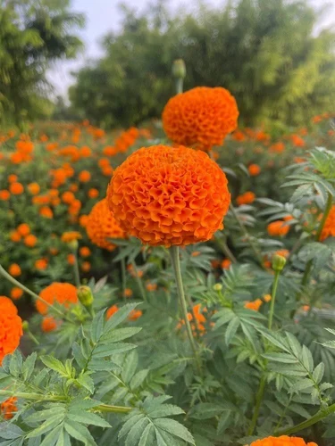 কমলা গাঁদা-(Orange Marigold),আনুমানিক ১৩০ বীজ - Image 3