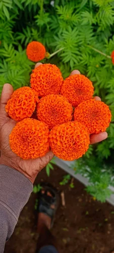 কমলা গাঁদা-(Orange Marigold),আনুমানিক ১৩০ বীজ - Image 2