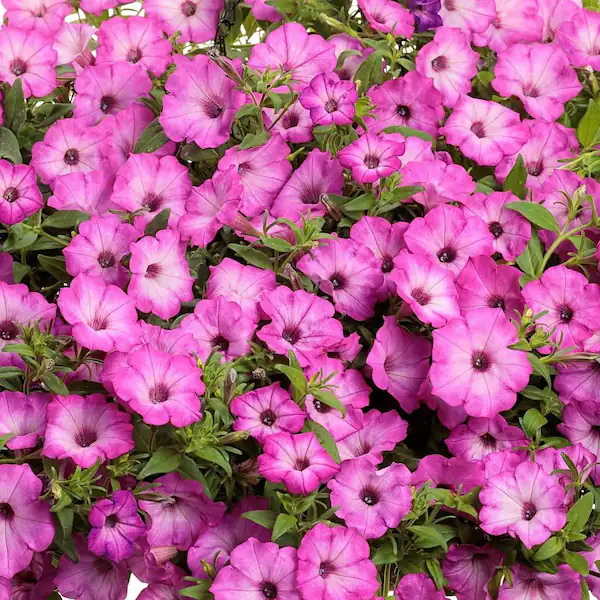 পিটুনিয়া-(Petunia), আনুমানিক ৫০০০ বীজ - Image 6