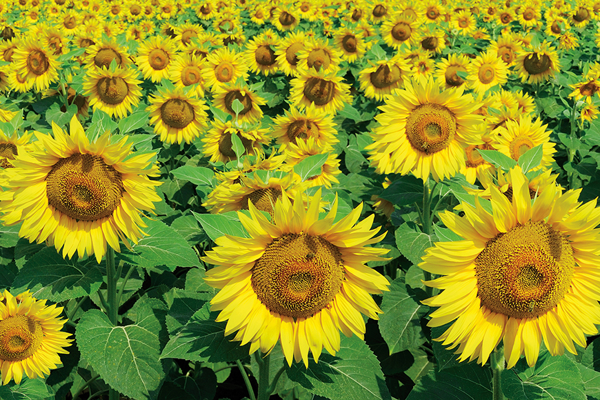 সূর্যমুখী-(Sunflower), আনুমানিক ৩০ বীজ - Image 4