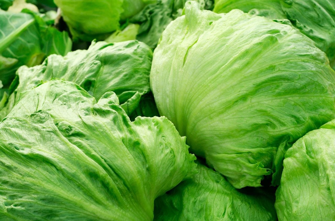 আইসবার্গ লেটুস-(Iceberg Lettuce), আনুমানিক ২g/২০০০ বীজ - Image 3