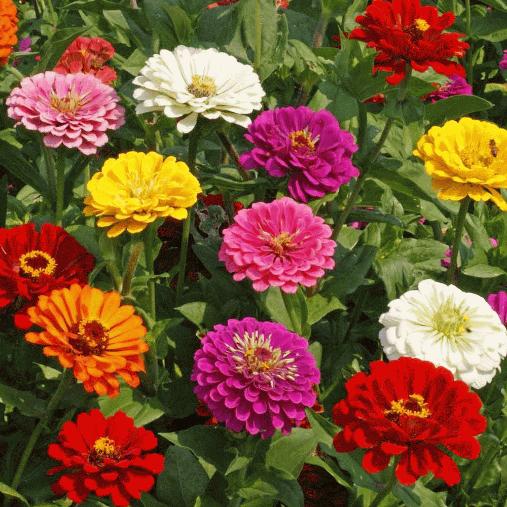 জিনিয়া-(Zinnia),আনুমানিক ১০০ বীজ - Image 3