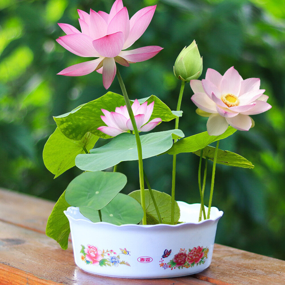 পদ্ম ফুল-(Lotus Flower),আনুমানিক ৫টি বীজ - Image 5