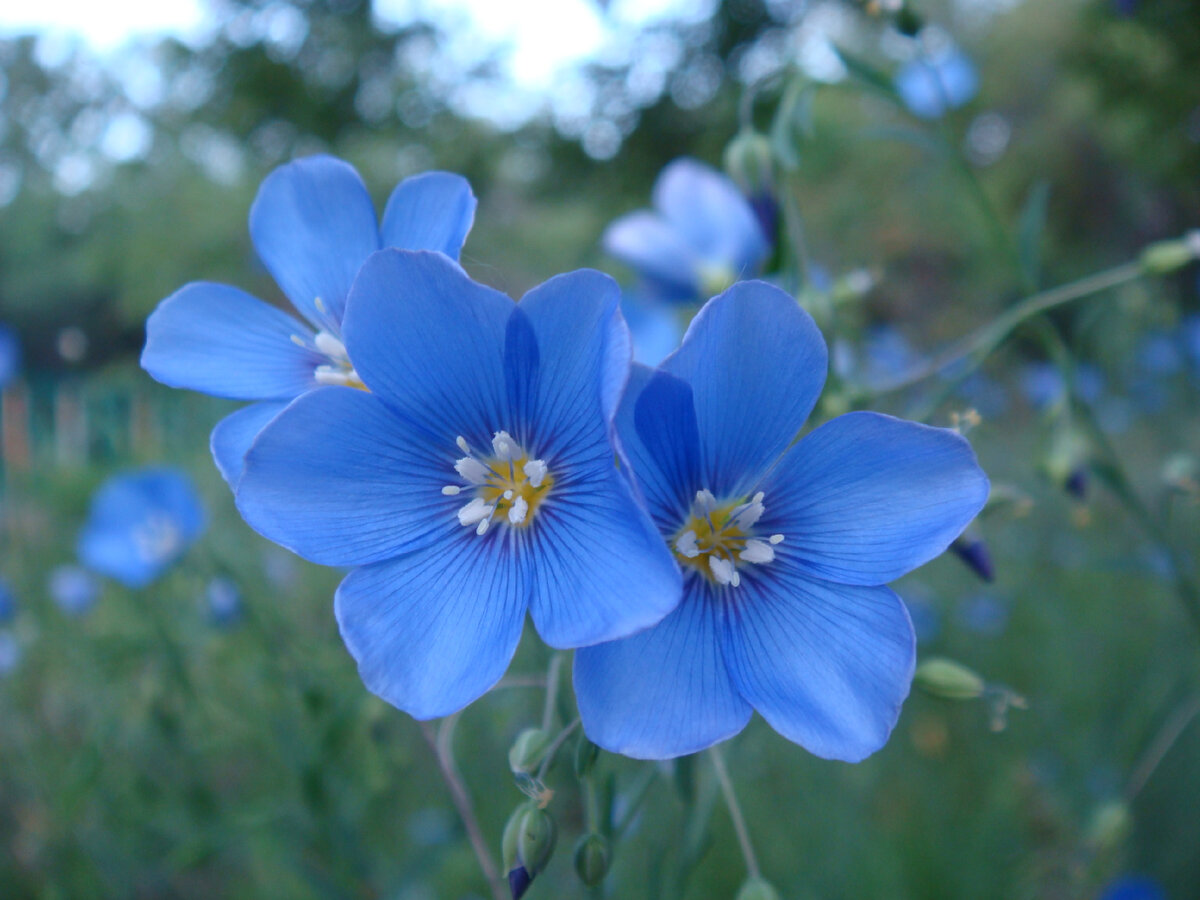 Blue Flax-(ব্লু ফ্ল্যাক্স),আনুমানিক ৫০০ বীজ - Image 2