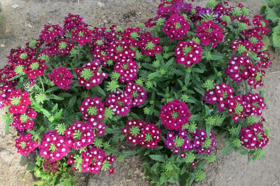 বিউটি সাকুরা-(Beauty Sakura),আনুমানিক ৪০০ বীজ - Image 3