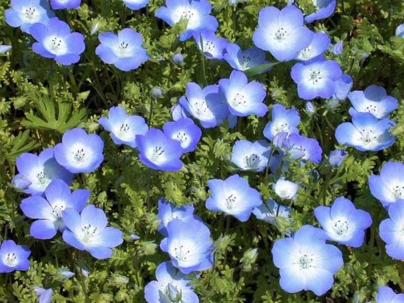 বেবি ব্লু আইজ (Baby Blue Eyes), আনুমানিক ৫০০০ বীজ - Image 5